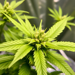 Close-up of cannabis flower in indoor grow-tent