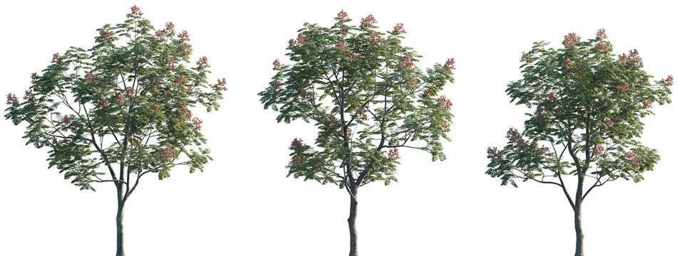Set of Koelreuteria paniculata (common names goldenrain tree, pride of India, China tree, the varnish tree) frontal set street trees isolated png on a transparent background perfectly cutout