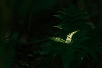 Fern Leaf Illuminated in Shadowed Rainforest floor in Costa Rica