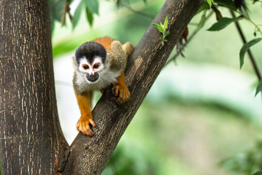 Squirrel Monkey Crouched on Tree Branch, Costa Rica