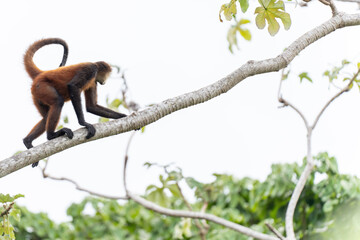 spider monkey, Costa Rica, Osa Peninsula, tropical rainforest, walking, branch, primate, wild animal, forest canopy, jungle, bright light, rainforest wildlife, tree-dwelling, arboreal movement, wild p