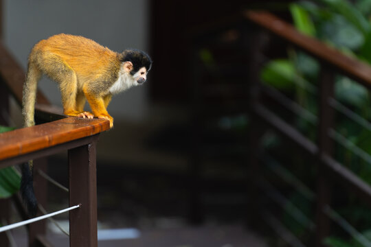 Squirrel Monkey Observing from Jungle Railing