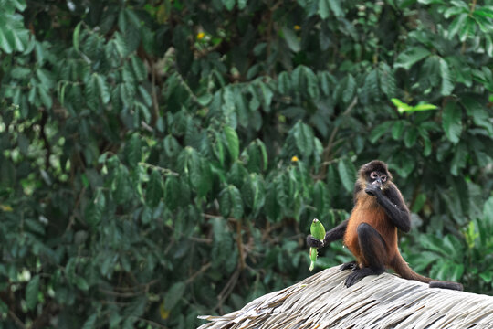 Spider Monkeys Resting on Thatched Roof in Jungle