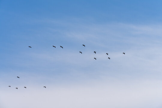 Bird Flock Soaring Across the Open Sky