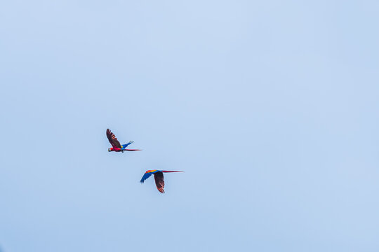 Pair of Macaws in Flight, Costa Rica