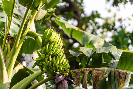 Green Bananas on Tree in Tropical Jungle