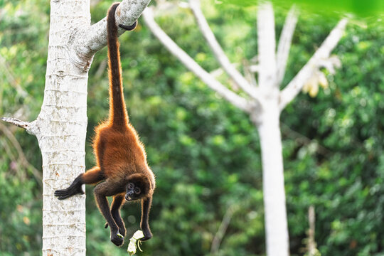 Spider Monkey Hanging Upside Down by Tail