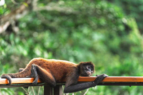 Spider Monkey Resting on Jungle Railing, Costa Rica