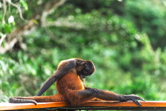 Spider Monkey Sitting on Railing, Costa Rica