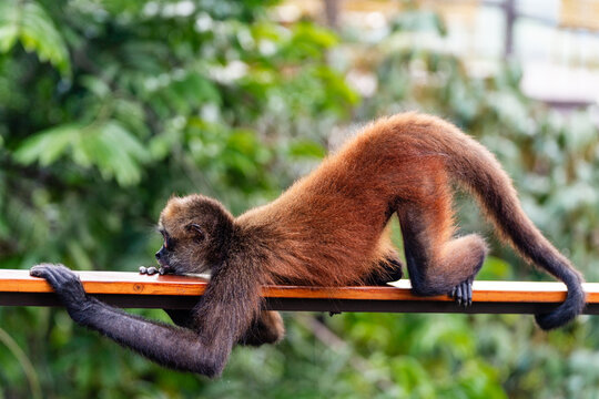 Spider Monkey Stretching on Railing in Costa Rica