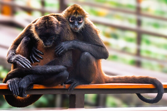 Spider Monkeys Embracing on Jungle Railing