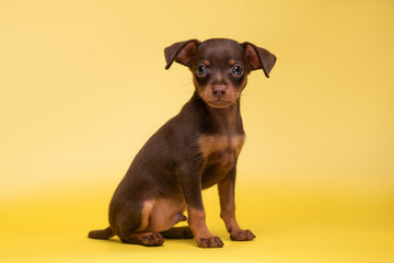 small dog puppy