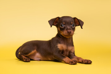 small dog puppy