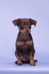 small dog puppy