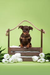 small dog puppy