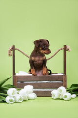 small dog puppy
