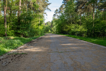Paved road covered with pine cones crossing a green forest in spring