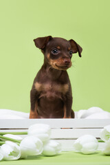 small dog puppy