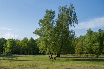 Birch trees growing in green meadow under blue sky