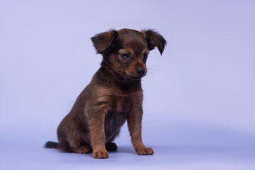 small dog puppy