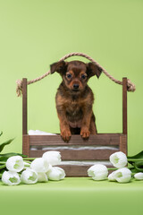 small dog puppy