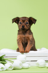 small dog puppy