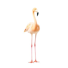 Standing flamingo isolated on transparent background