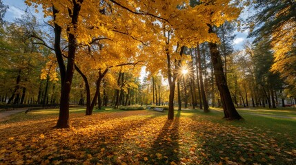 Golden autumn park, sunbeams through trees, tranquil scene, perfect for nature backgrounds