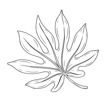 black and white flower analia leaf