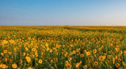 Vast Golden Wave: A Field of Coreopsis Flowers Under a Clear Blue Sky