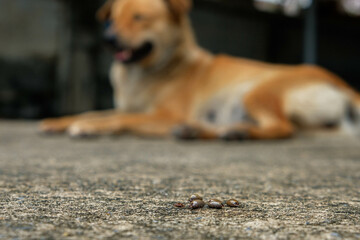 Dog ticks that suck blood from dogs and are carriers of disease are pulled out of the animal.