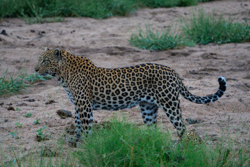 A female leopard standing in a dry riverbed, Greater Kruger. 