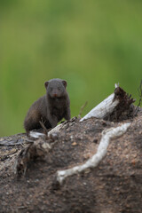 Portrait of Dwarf Mongoose sitting on termite mound and looking into camera Greater Kruger. 