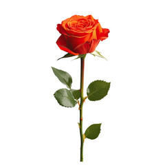 Single, vibrant orange rose with green leaves on a long stem