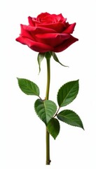 Obraz premium Single red rose, lush green stems, white background, invitation, simple