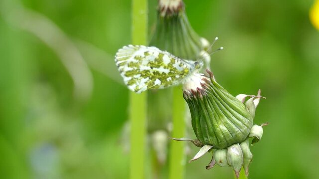 Female orange tip butterfly (Anthocharis cardamines) perched on a dandelion in Zurich, Switzerland