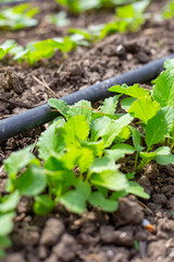 Young radishes growing in a bed along a drip irrigation pipe in early spring, selective focus....