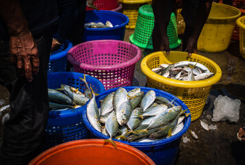 The fresh fish in plastic baskets are sea fish that local fishermen catch and sell at Ban Bang Saray Pier. Sattahip District, Thailand