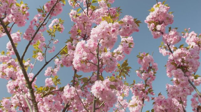 Flowers spring tree sun wind bloom colorful branch plant flora