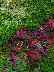 the wall of the house is covered with ivy and colorful flowers of petunia calibrachoa