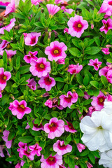 pink flowering petunia calibrachoa