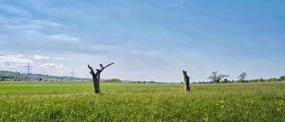 A vast green field with scattered trees under a clear sky. In the foreground, two tree stumps stand...