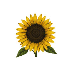 Fototapeta premium sunflower on white