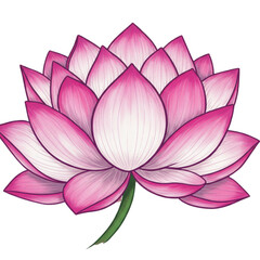 pink lotus flower