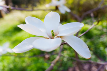 Elegant White Magnolia Flower in Bloom Against Lush Green Background