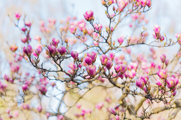Blooming Magnolia Branch with Pink Flowers Against Soft Blue Sky