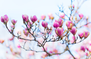 Beautiful Magnolia Blossoms with Soft Pink Petals in Springtime