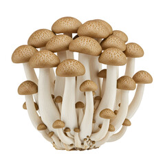 Cluster of Brown Shimeji Mushrooms Isolated on png background