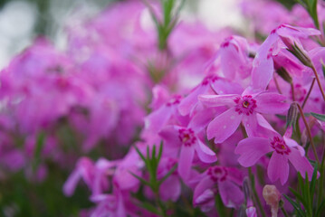 Pink phlox subulata heralding spring