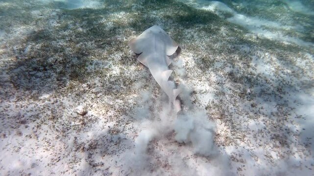 Marine life on sandy sea bottom with rare fish (Halavi guitarfish or Glaucostegus halavi) in Marsa Alam, Red Sea, Egypt. Underwater natural ecosystem, nature and ocean